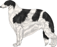 Black with White Piebald Markings Borzoi