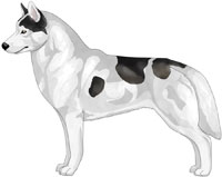 Black Piebald Siberian Husky