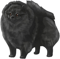 Black  Pomeranian