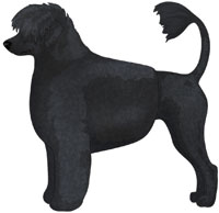 Black Portuguese Water Dog