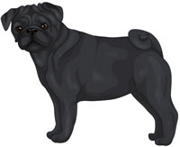 Black Pug