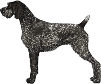 Black Roan German Wirehaired Pointer
