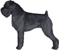 Rough Black Brussels Griffon