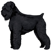 Black Black Russian Terrier