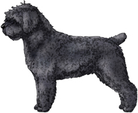 Black Spanish Water Dog
