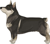 Black Sable Swedish Vallhund