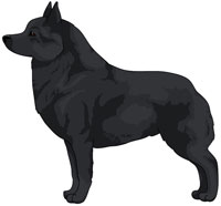 Black Schipperke