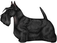 Black Scottish Terrier