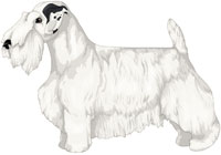 White with Black Markings Sealyham Terrier