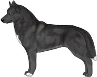 Black Siberian Husky