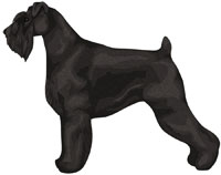 Black Standard Schnauzer