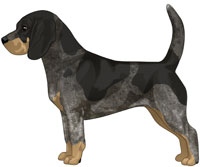 Black Tan & Bluetick Beagle