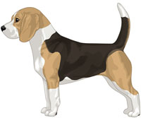 Black Tan & White Beagle