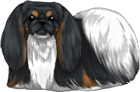 Black, Tan, & White Pekingese