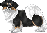 Black, Tan, & White Tibetan Spaniel