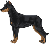 Black and Tan Beauceron