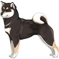 Black & Tan Buff White Urajiro Shiba Inu