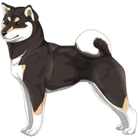 Black & Tan Buff White Urajiro with White Shiba Inu