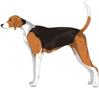 Black White and Tan American Foxhound