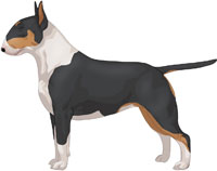 Black Tan & White Bull Terrier