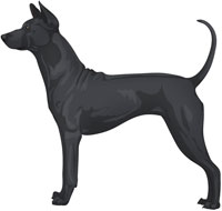 Black Thai Ridgeback