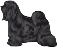 Black Tibetan Terrier