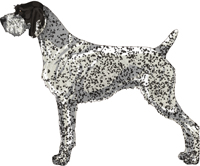 Black and White - Ticked German Wirehaired Pointer