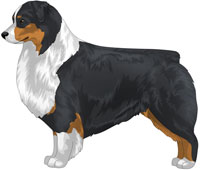 Black Tri Australian Shepherd