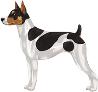 Black Tri Rat Terrier