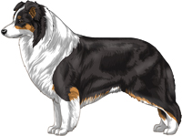 Black tricolour Border Collie