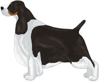 Black Tricolor English Springer Spaniel