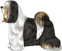 Black White and Gold Tibetan Terrier