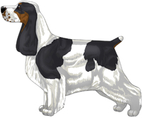 Black White and Tan English Cocker Spaniel