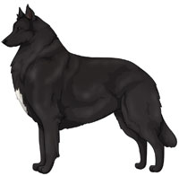 Black with White Belgian Sheepdog