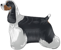 Black and White and Tan American Cocker Spaniel