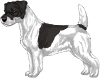 Black and White Rough Coat Jack Russell Terrier