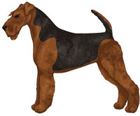 Black & Tan Airedale Terrier