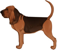 Black and Tan Bloodhound