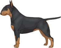 Black & Tan Bull Terrier