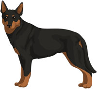 Black w/Tan Points Australian Kelpie