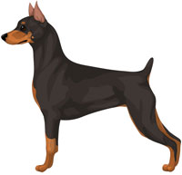 Black and Tan Miniature Pinscher