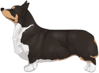 Black Headed Tricolor Pembroke Welsh Corgi