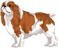 Blenheim English Toy Spaniel