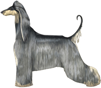 Blue & Cream Afghan Hound