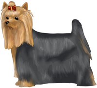 Blue and Gold Yorkshire Terrier