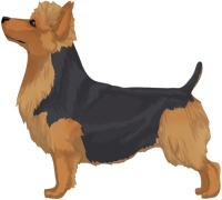 Blue and Tan Australian Terrier