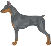 Blue and Tan German Pinscher