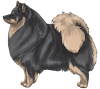 Blue & Tan German Spitz