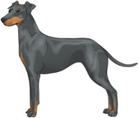 Blue & Tan Manchester Terrier