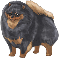 Blue & Tan   Pomeranian